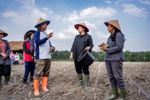 Puan Berbaur Dengan 30 Petani Tulang Bawang Bersama- Sama Menanam Singkong Varietas Sekoci