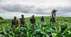 Dukung Ketahanan Pangan, Dandim 0421/Ls. Cek Perkembangan Tanaman Jagung Di Lokasi Program Ketahanan Pangan Kodim 0421/Ls,