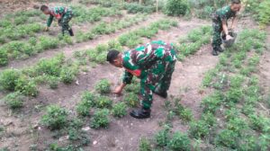 Anggota Koramil 421-09/TJB Manfaatkan Lahan Kosong Guna Wujudkan Program Ketahanan Pangan