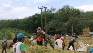 Babinsa Anggota Makoramil 0421-09/Tjb. Hadir Di Sawah Bantu Para Petani Dukung Ketahanan Pangan Terdampak El-Nino 