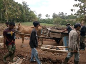 Warga Masyarakat Kerahkan Gerobak Sapi Bantu Giat Satgas TMMD ke-120 Kodim 0421/Lampung Selatan Hadapi Kendala Angkut Material ke Lokasi Pembangunan.