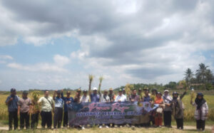 Dinas Ketahanan Pangan Tanaman Pangan Hortikultura dan Perkebunan Lampung Timur  Melakukan Kegiatan Panen Raya