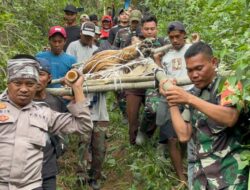 Polres Lampung Barat Laksanakan Evakuasi Satwa Harimau