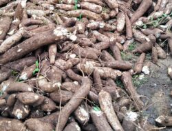 Petani Singkong di Lampung Timur Keluhkan Harga Rendah