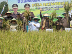 Panen Raya Padi di Desa Binaan Kejaksaan Negeri Lampung Timur