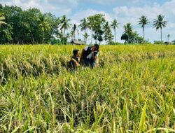 Pemuda Tani Soroti Sulitnya Akses Modal dan Ancaman Banjir Bagi Petani Lampung Selatan