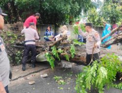 Polsek Telukbetung Timur, BPBD, dan Warga Gotong Royong Evakuasi Pohon Tumbang