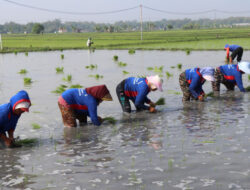 Hadapi Kemarau, Kementerian Pertanian Pacu Tanam Serentak di 38 Daerah se-Jawa Timur
