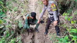 7 Ekor Kambing Milik Warga Lemong Di Mangsa Harimau Sumatra
