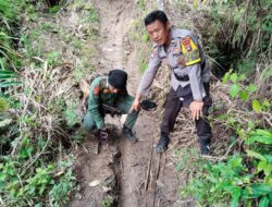 7 Ekor Kambing Milik Warga Lemong Di Mangsa Harimau Sumatra